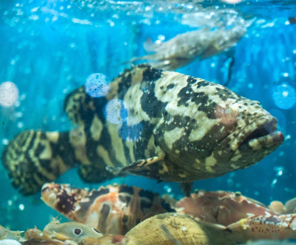 white-sail-hoi-an-sea-food-restaurant-local-favorite-3