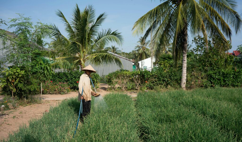 Farmer watering crops amidst palm trees in rural Tra Que Vilage Hoi An. Peaceful countryside scene.